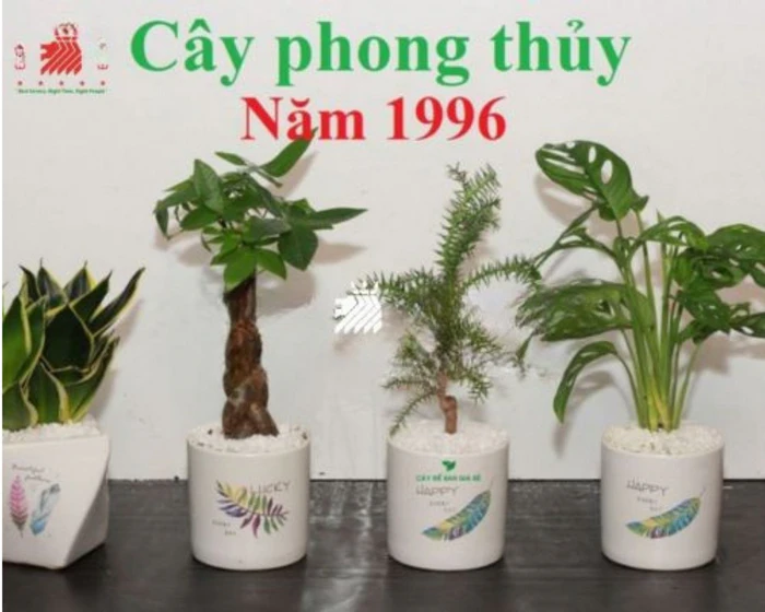 1. Tổng quan cơ bản về người sinh năm 1996 (Bính Tý) mệnh Thủy