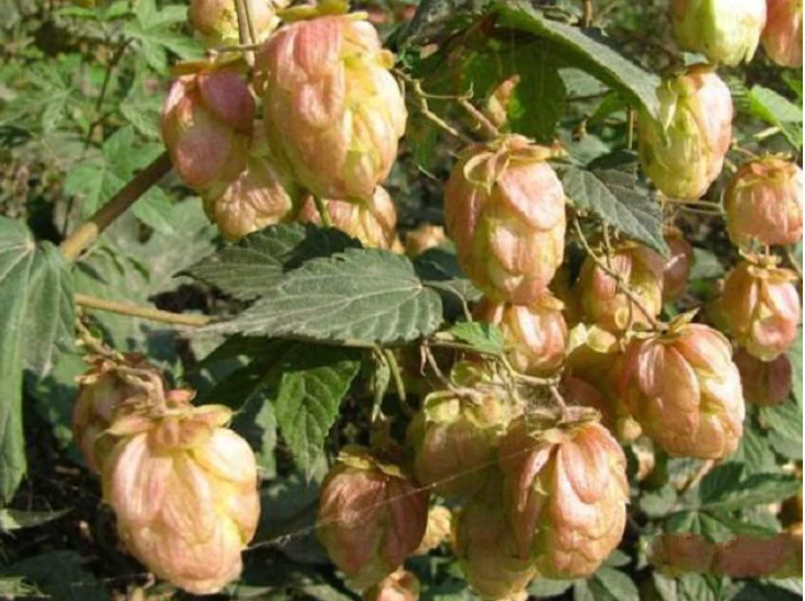 Thành phần chính trong bia