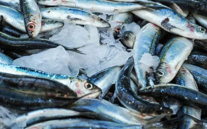 Cá thu và cá trích giàu omega-3 bảo vệ tim mạch