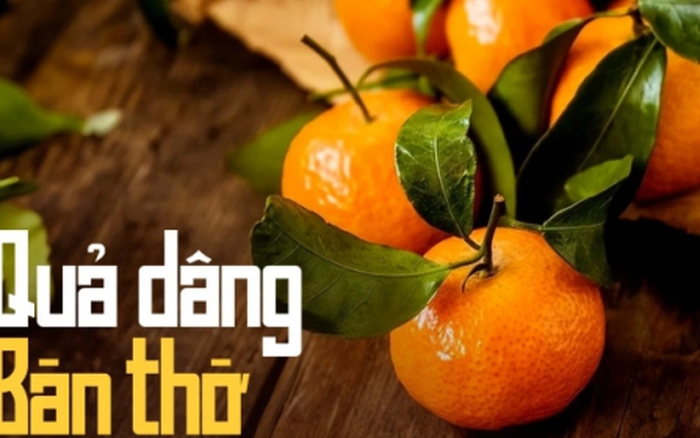 Cam quýt phong thủy tượng trưng tài lộc và bình an