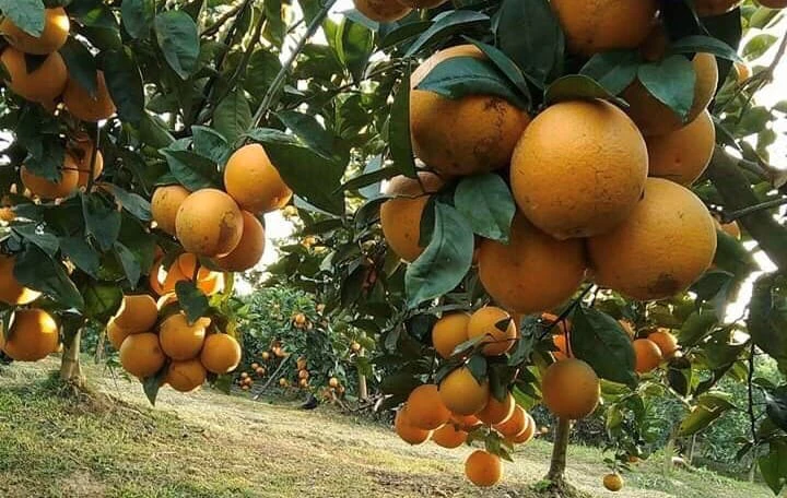 Cam và trái cây có múi giàu vitamin C