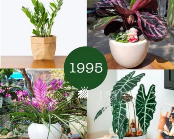 1. Giới thiệu tổng quan về người sinh năm 1995 (Ất Hợi)