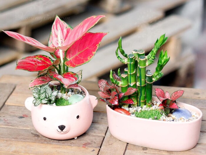 Cây phong thủy mini để bàn làm việc hợp mệnh