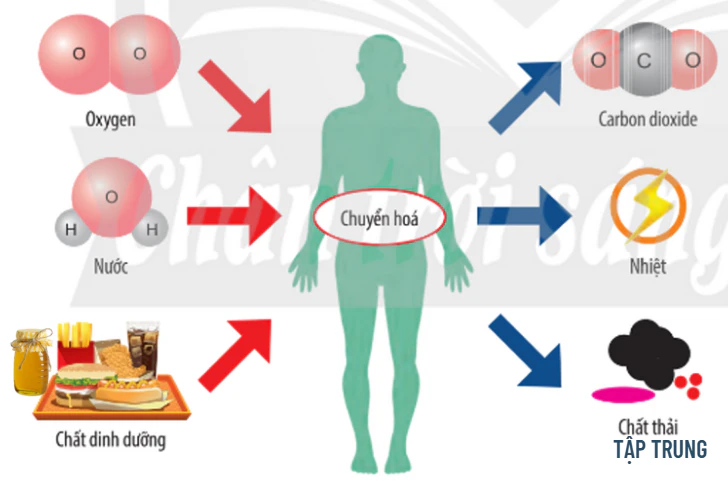 Cơ chế uống mật ong đúng cách để giảm cân khoa học