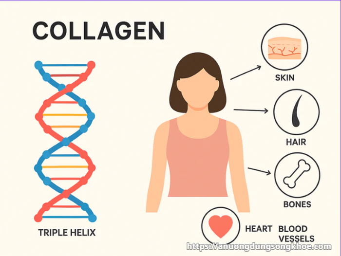 Collagen là gì và vai trò của collagen trong cơ thể người
