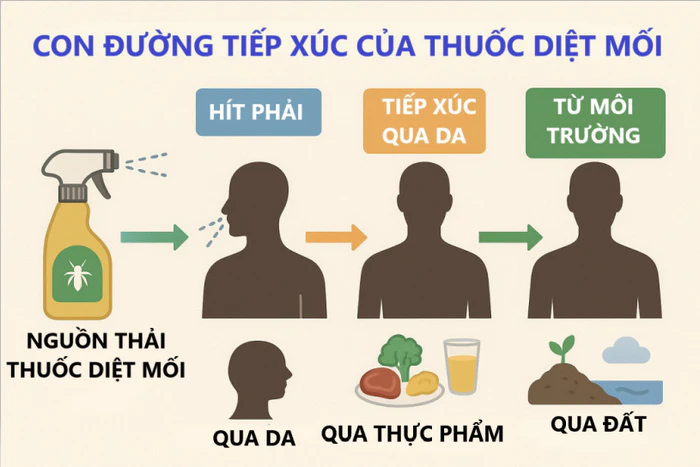 Các con đường phơi nhiễm thuốc diệt mối ảnh hưởng tới sức khỏe