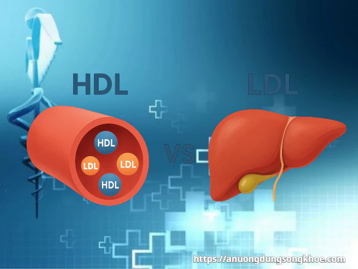 Sơ đồ minh họa cơ chế hoạt động của HDL cholesterol trong cơ thể