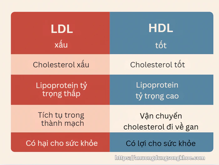 So sánh LDL và HDL cholesterol – cholesterol xấu và tốt