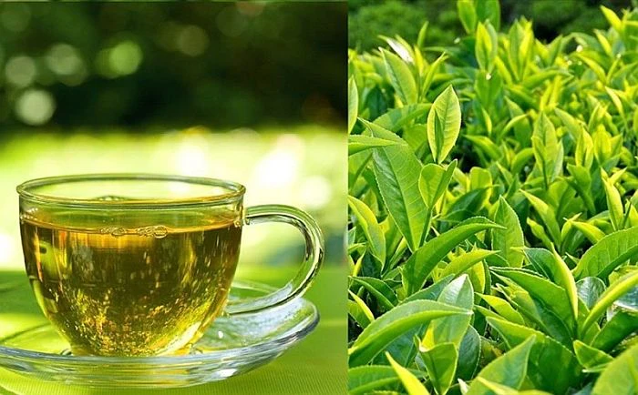 Trà xanh giàu catechin giúp giảm huyết áp và ngừa đột quỵ