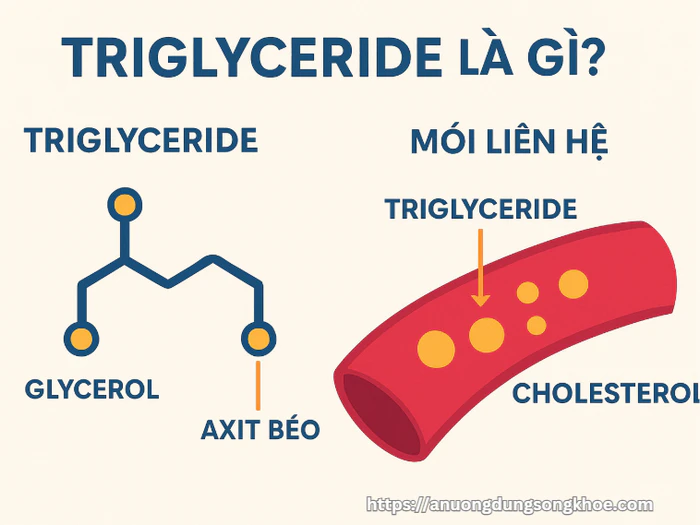 Infographic giải thích triglyceride là gì, mối liên hệ với cholesterol và vai trò trong cơ thể.